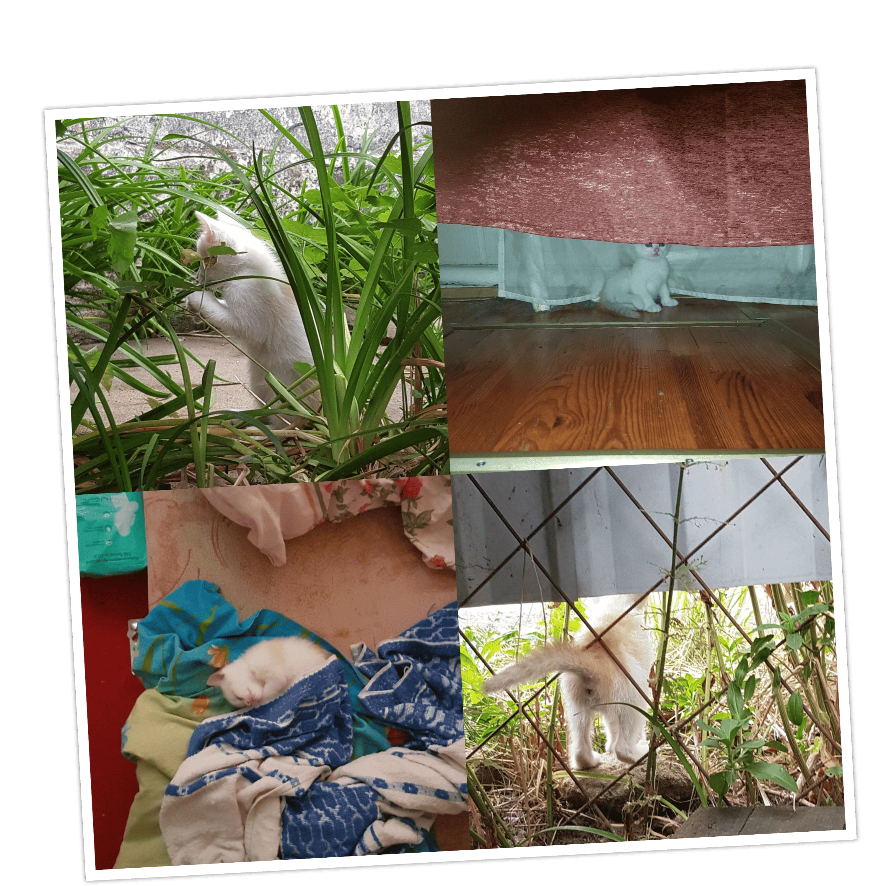 The kitten is exploring a house and a yard